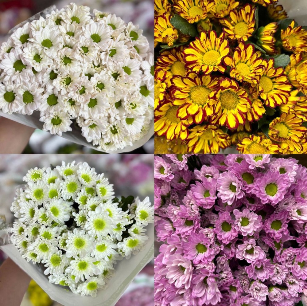 Chr t Mix CN 70 A1 QUALIFERUS RU comprar al por mayor en M-Flowers