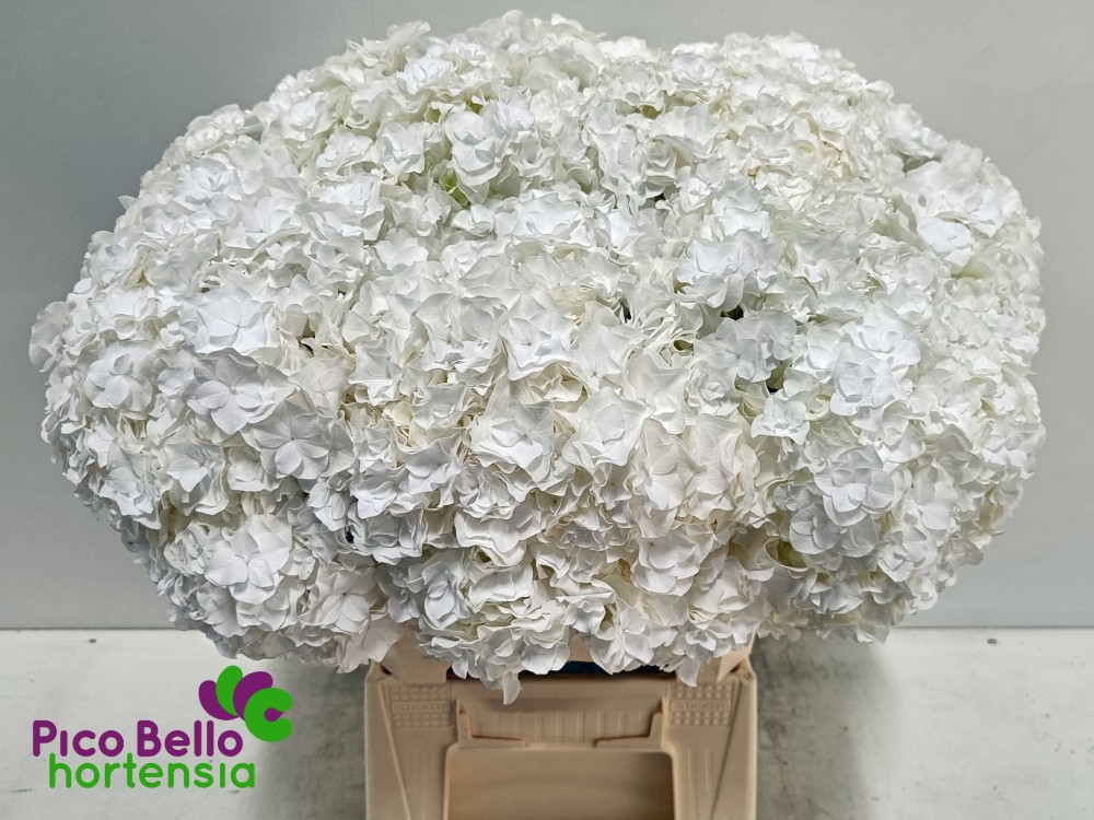 Hydrangea Royal Highness 50 A1 Pico Bello NL buy wholesale on M-Flowers