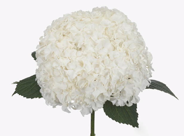 Hydrangea Royal Highness 50 A1 Pico Bello NL купить оптом на M-Flowers