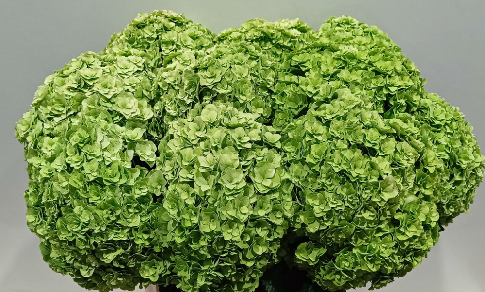 Hydrangea Royal Highness (classic) 60 A1 Pico Bello NL buy wholesale on M-Flowers