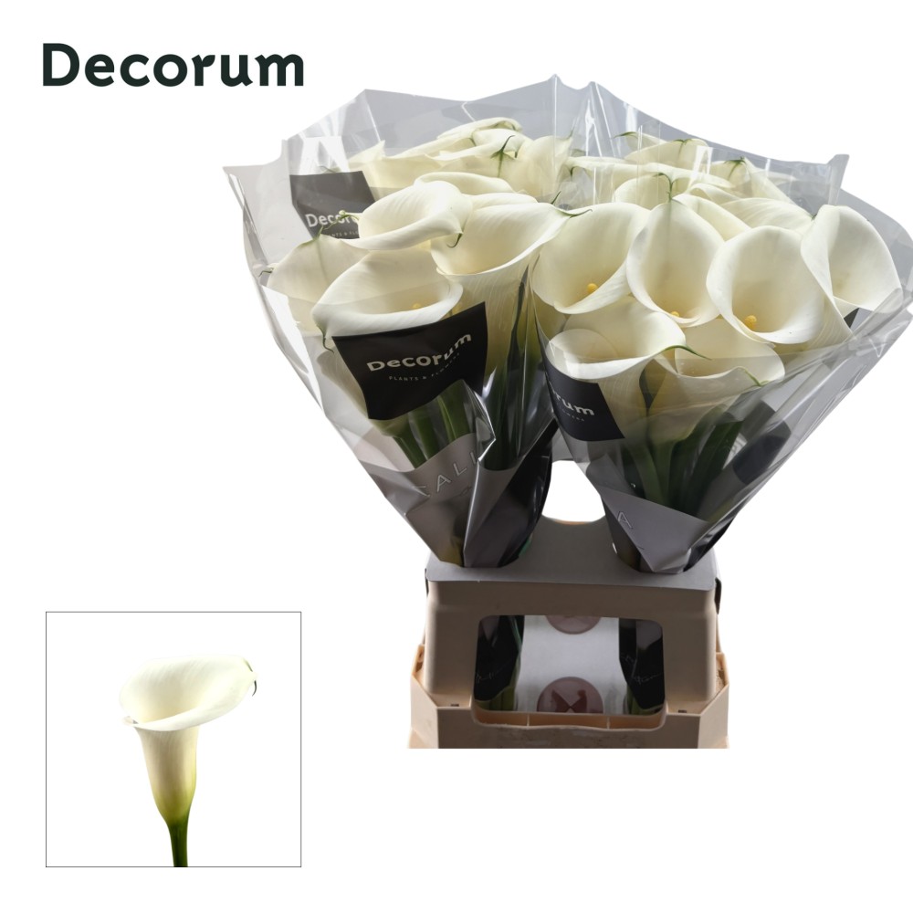 Calla IVORY ART 60 A1 Decorum NL купить оптом на M-Flowers