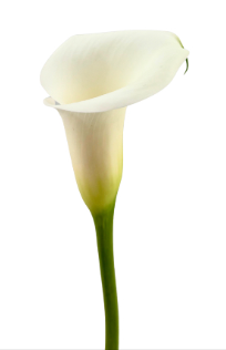 Calla IVORY ART white 55 A1 Calla IVORY ART 55 A1 Decorum NL comprar al por mayor en M-Flowers