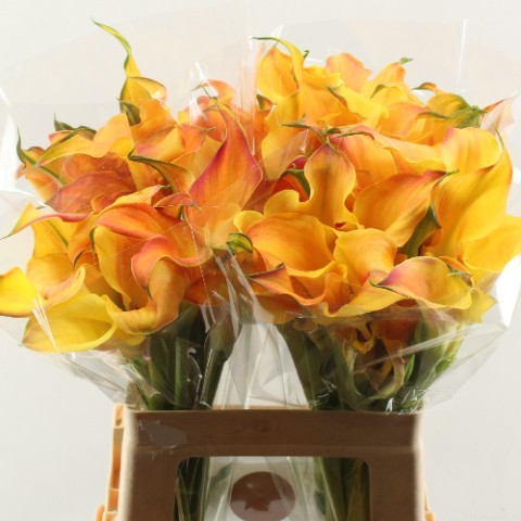 Calla CAPT ODEON double orange 60 A1 Decorum Netherlands купить оптом на M-Flowers