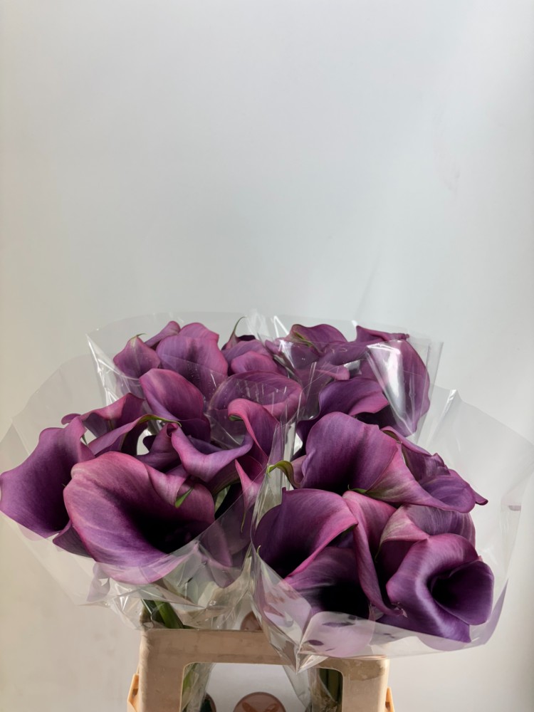 Calla DURBAN double purple 60 A1 Decorum Netherlands купить оптом на M-Flowers