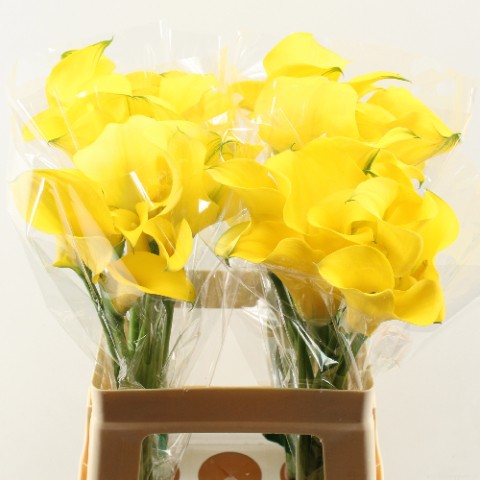 Calla GOLD MEDAL double yellow 70 A1 Calla GOLD MEDAL double 70 A1 Decorum NL buy wholesale on M-Flowers