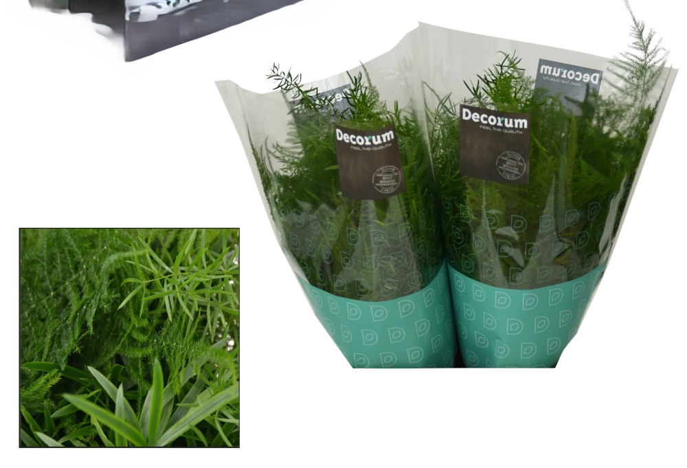 Asparagus GREEN MIX green 60 A1 Decorum Netherlands купить оптом на M-Flowers