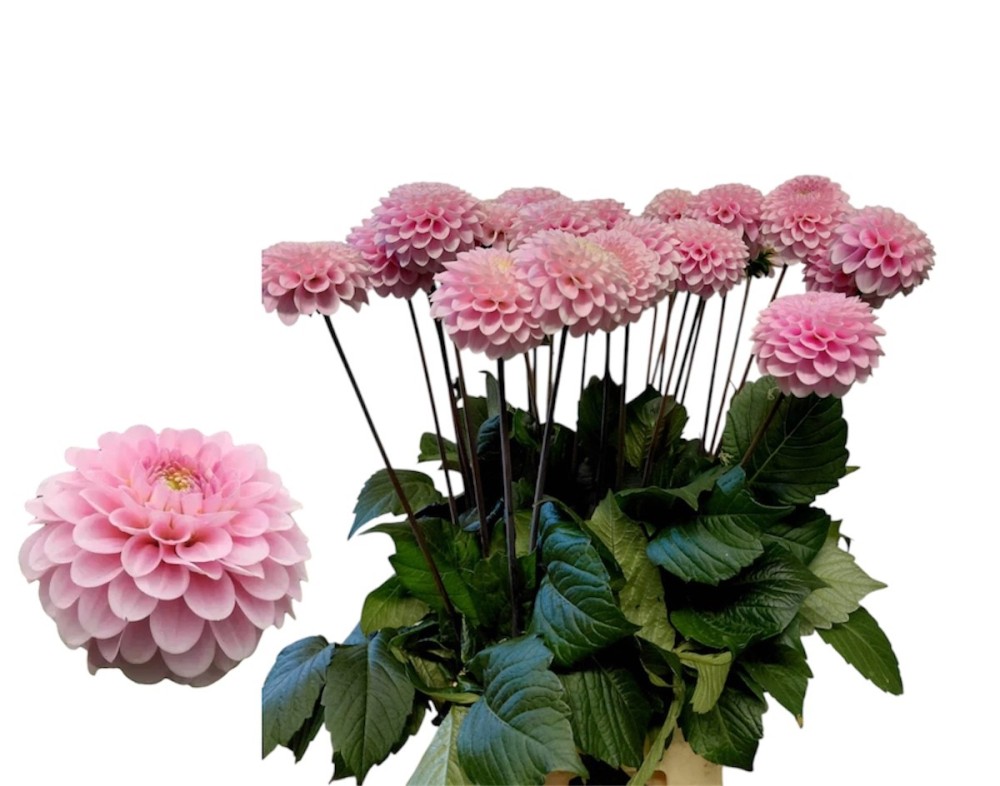Dahlia Pink Couture 60 A1 Decorum NL buy wholesale on M-Flowers