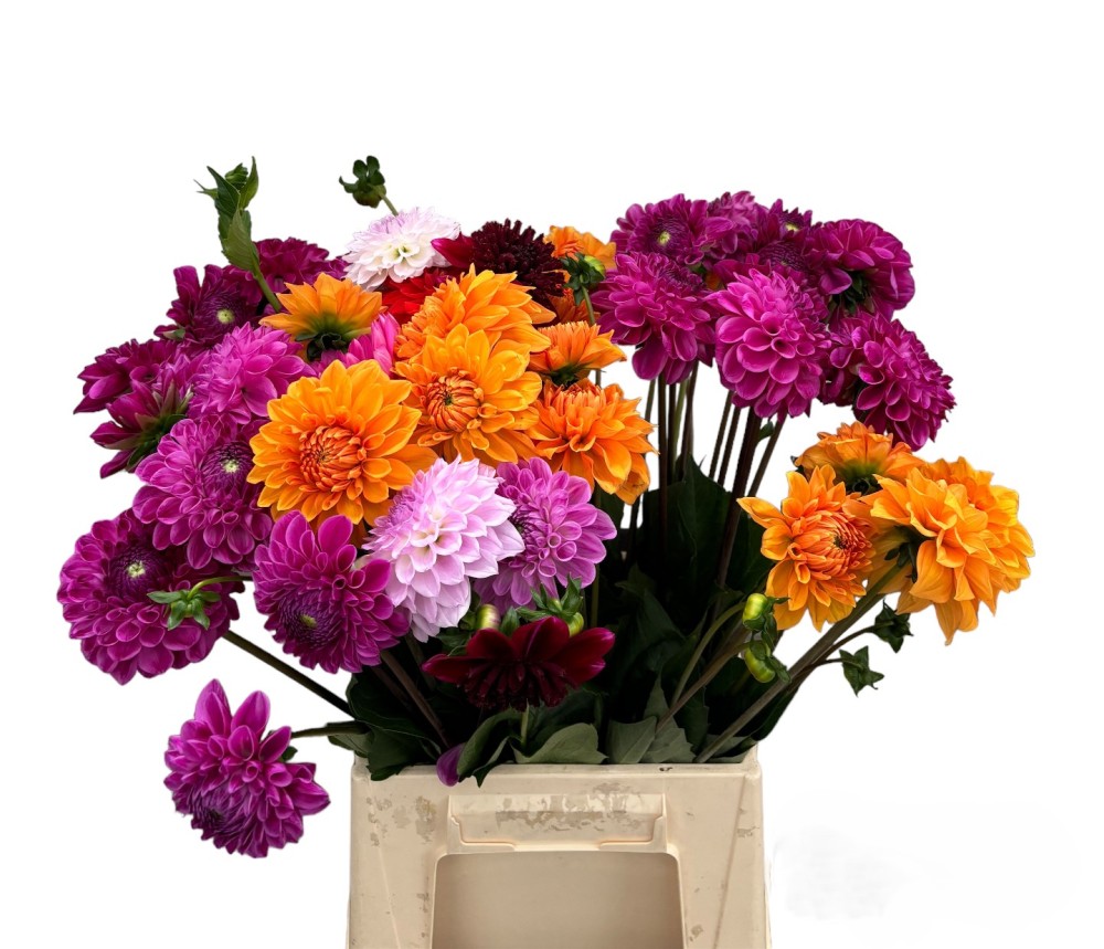 Dahlia Couture Mix 60 A1 Decorum NL buy wholesale on M-Flowers