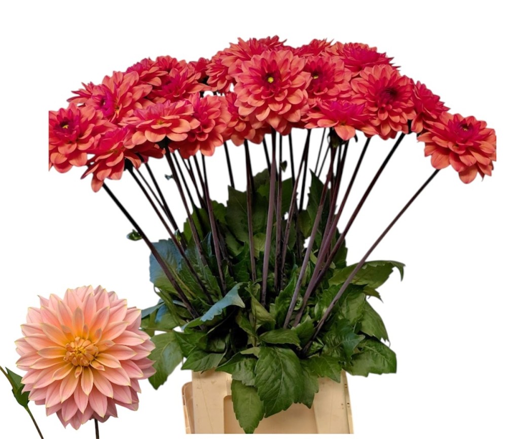 Dahlia Salmon Couture 60 A1 Decorum NL buy wholesale on M-Flowers
