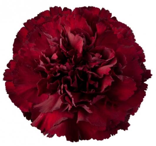 Carnation Zurigo burgundy 60 A1 Carnation Zurigo 60 A1 TURFLOR SAS CO купить оптом на M-Flowers