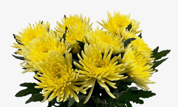 Chr G Topspin Yellow 70 A1 Vannova NL buy wholesale on M-Flowers