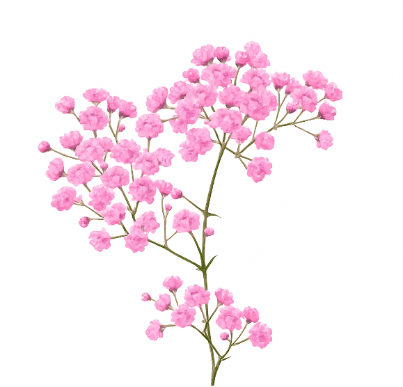 Gypsophila Pink 80 A1 M-FLOWERS EC EC buy wholesale on M-Flowers