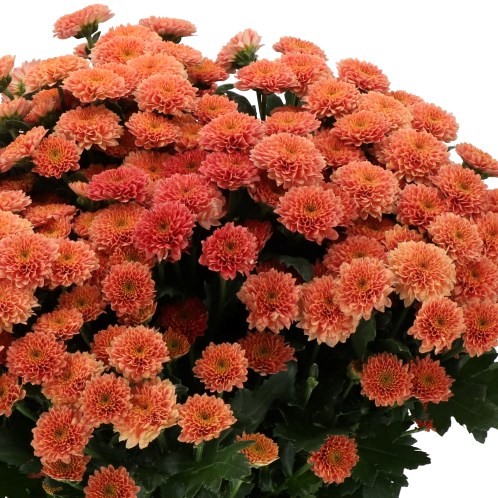 Chr San Miller Smokey orange 55 A1 Chr San Miller Smokey 55 A1 Zentoo NL comprar al por mayor en M-Flowers