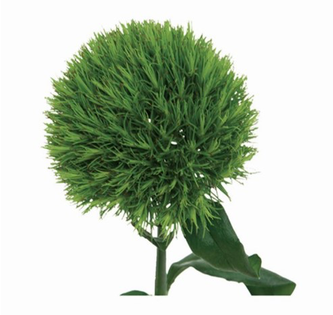 Carnation Kiwimellow green 65 A1 QUALIFERUS Russia купить оптом на M-Flowers