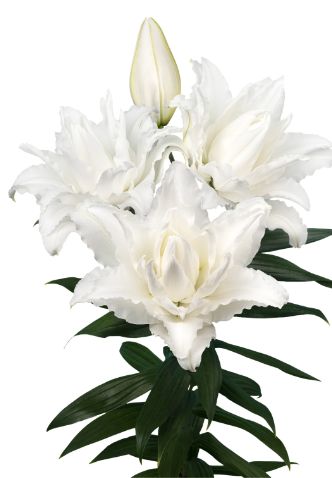 Li Or Du ROSELILY NADIA 5+ 95 A1 Decorum NL comprar al por mayor en M-Flowers