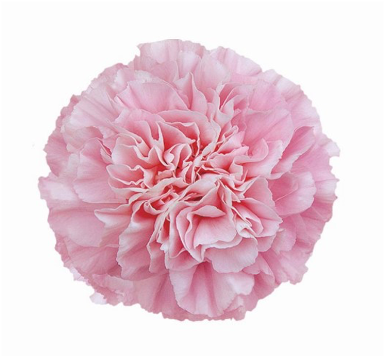 Carnation Damina Pink pink 65 A1 QUALIFERUS Russia купить оптом на M-Flowers