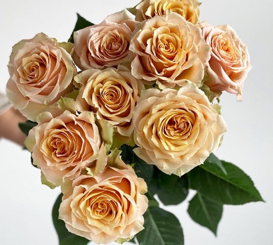 Rose caramel macchiato 70 A1 High Connection EC buy wholesale on M-Flowers