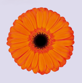 Ge Gr CAPELLA 45 A1 Florein NL buy wholesale on M-Flowers