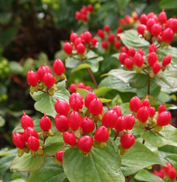 Hypericum Magical Impression red 55 A1 Hypericum Magical Impression 55 A1 Growers NED NL buy wholesale on M-Flowers
