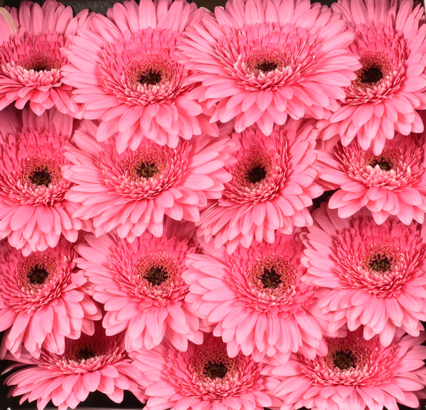 Ge Gr PEPPA pink 96 A1 Ge Gr PEPPA 96 A1 Florein NL comprar al por mayor en M-Flowers