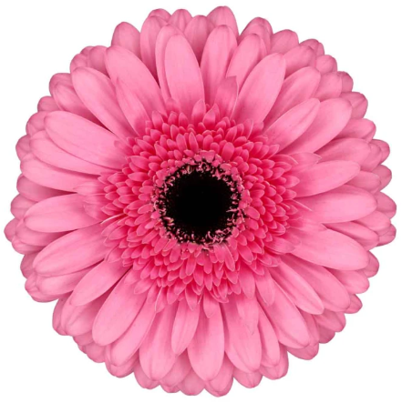 Ge Gr PEPPA pink 45 A1 Ge Gr PEPPA 45 A1 Florein NL comprar al por mayor en M-Flowers