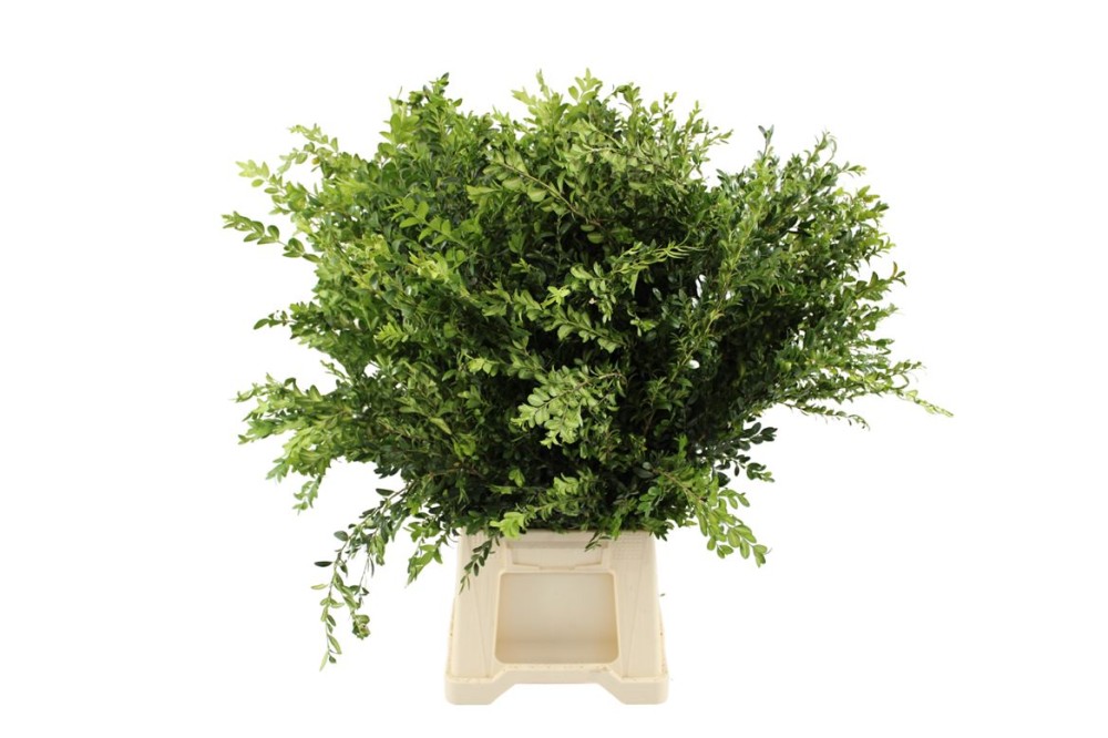 Groen Buxus Lang Italie 65 A1 WBE NL buy wholesale on M-Flowers