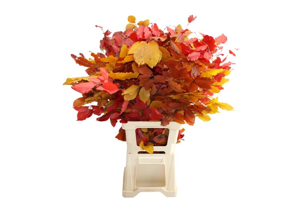 Groen Beuk Autumn Gestabiliseerd 60 A1 WBE NL buy wholesale on M-Flowers