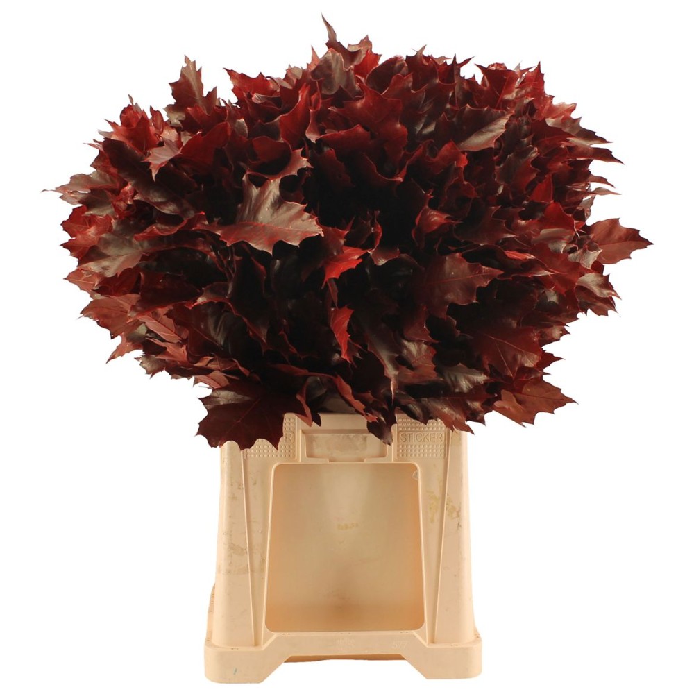 Groen Quercus Red 80 A1 Best Greens NL buy wholesale on M-Flowers