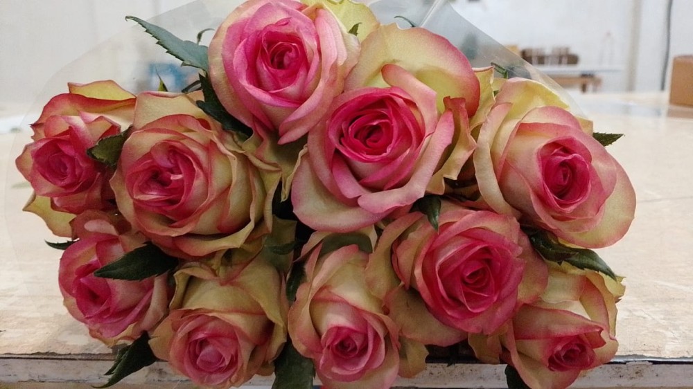 Rose Bloosz multicolor 40 A1 Rose Bloosz 40 A1 MERIDIAN FLOWERS LIMITED KE comprar al por mayor en M-Flowers