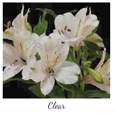 Alstroemeria Clear white 60 A1 Batian Alstroemeria Clear 60 A1 GOLDEN TULIP FARMS LIMITED KE buy wholesale on M-Flowers