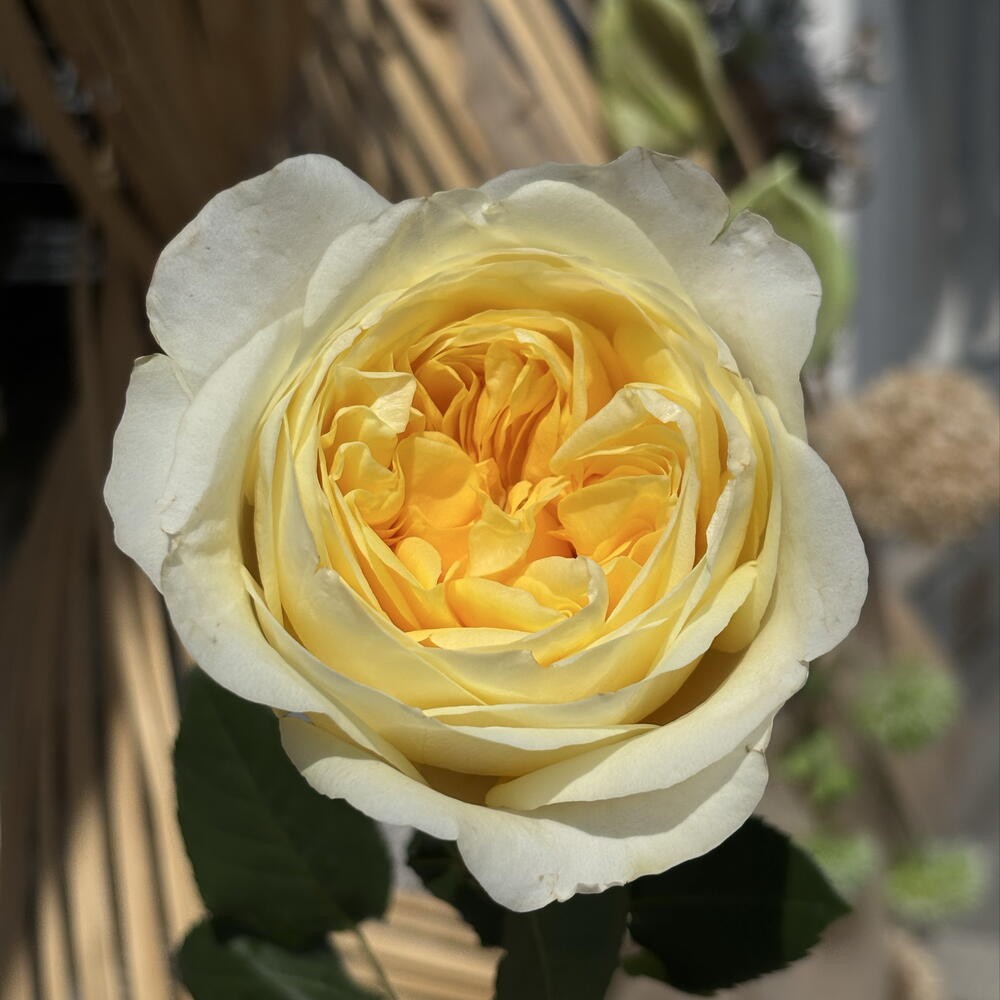 Rose FATIMA GARDENS cream 40 A1 Attar Roses Ecuador buy wholesale on M-Flowers