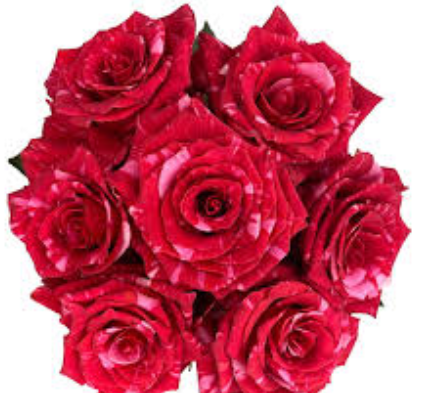 Rose pink puma pink 70 A1 Rose pink puma 70 A1 Ecuagarden EC buy wholesale on M-Flowers