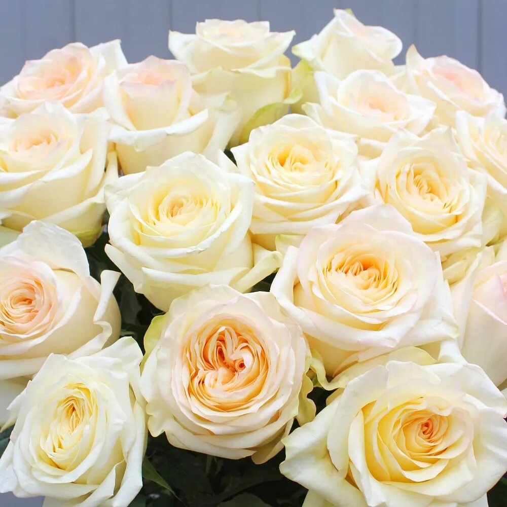 Rose candelight 50 A1 SAMIR FLOWERS EC buy wholesale on M-Flowers