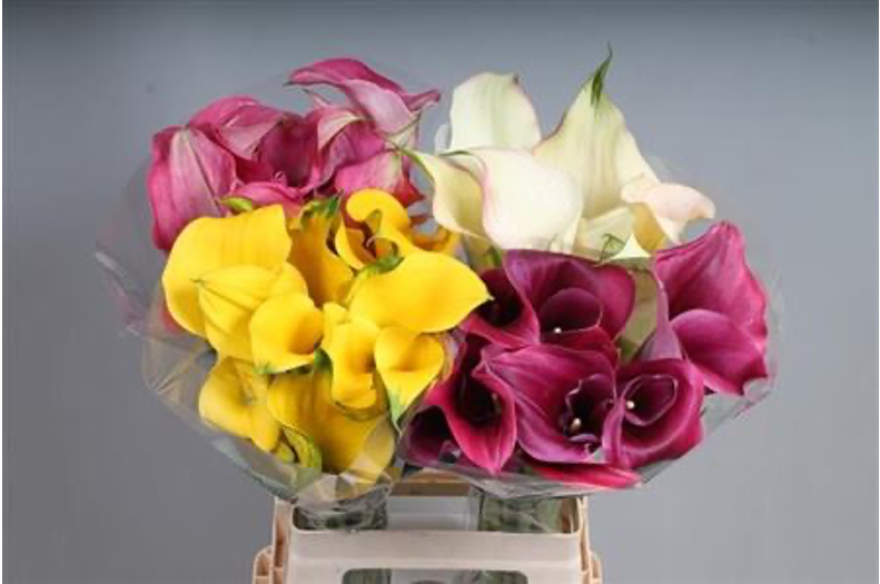 Zantedeschia Mix multicolor 60 A1 QUALIFERUS Russia comprar al por mayor en M-Flowers
