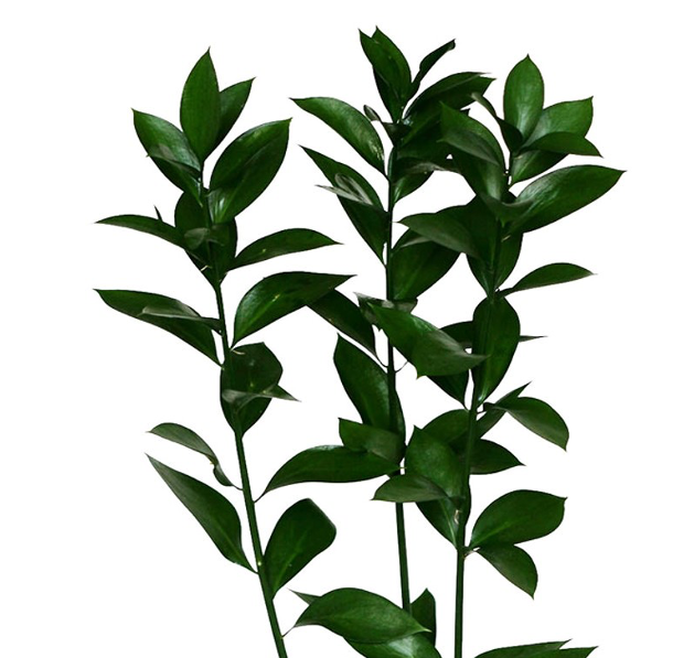 Groen Ruscus green 60 A1 QUALIFERUS Russia buy wholesale on M-Flowers