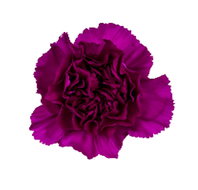 Carnation Dark Purple purple 60 A1 Carnation Dark Purple 60 A1 Geoflora CO buy wholesale on M-Flowers