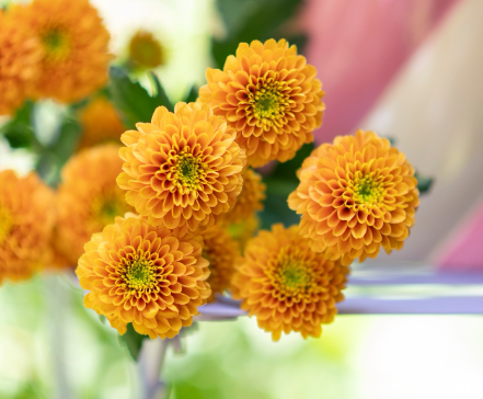 Chr t LIONKING 70 A1 Zentoo NL buy wholesale on M-Flowers