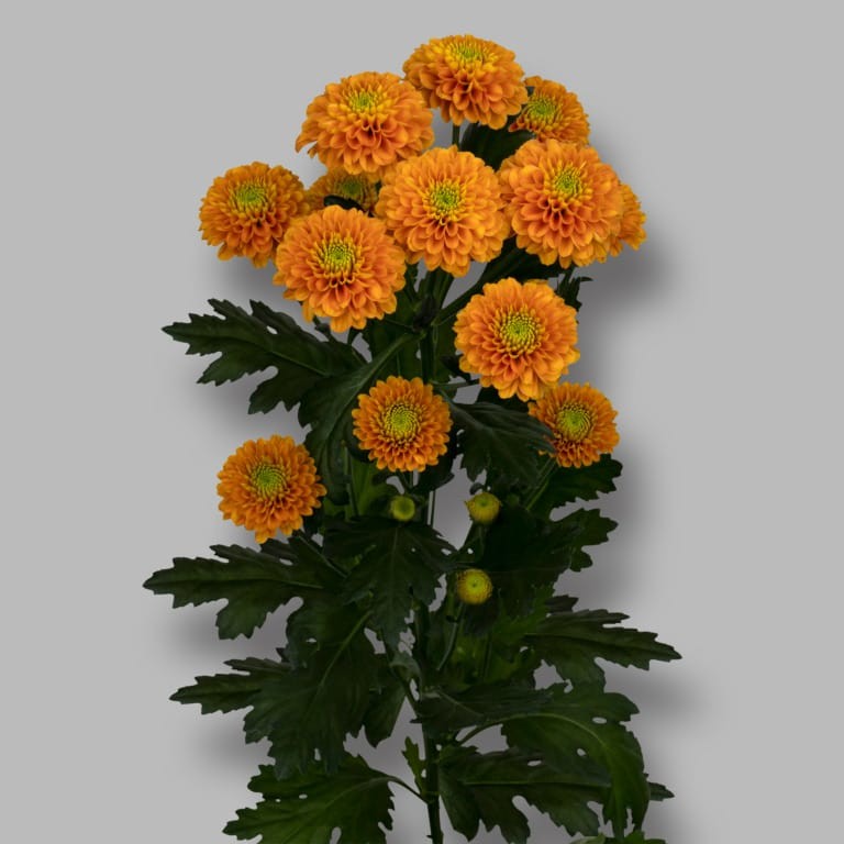 Chr t LIONKING orange 70 A1 Chr t LIONKING 70 A1 Zentoo NL buy wholesale on M-Flowers