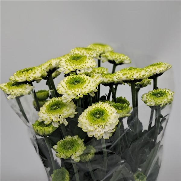 Chr t FONTINA 70 A1 Zentoo NL comprar al por mayor en M-Flowers