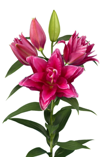 Li Or Du ROSELILY MANOUSKA 5+ 100 A1 Decorum NL comprar al por mayor en M-Flowers