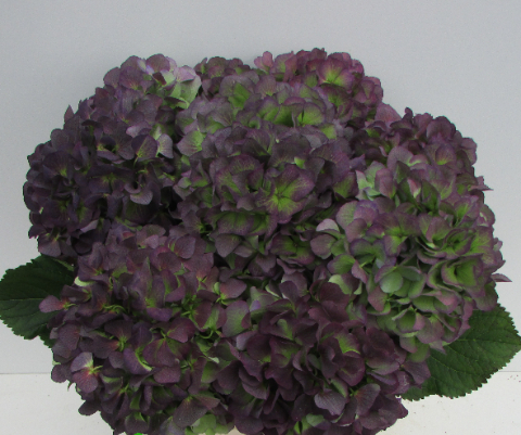 Hydrangea Verena (paars-groen) multicolor 90 A1 Hydrangea Verena (paars-groen) 90 A1 Pico Bello NL купить оптом на M-Flowers