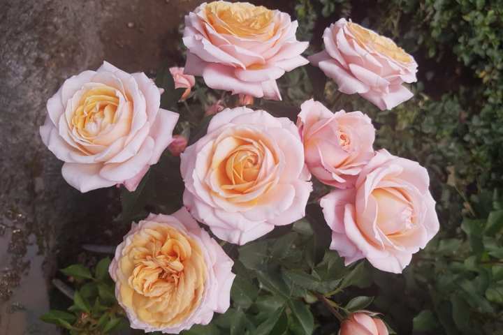 Garden Spray Rose Julietta apricot 50 A1 MUMIFLORA LTD T/A BARAKA ROSES KE buy wholesale on M-Flowers