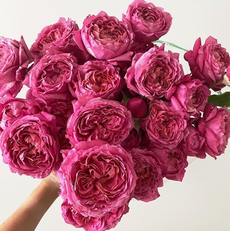 Garden Spray Rose Julietta cerise 40 A1 ROSETO LTD KE купить оптом на M-Flowers