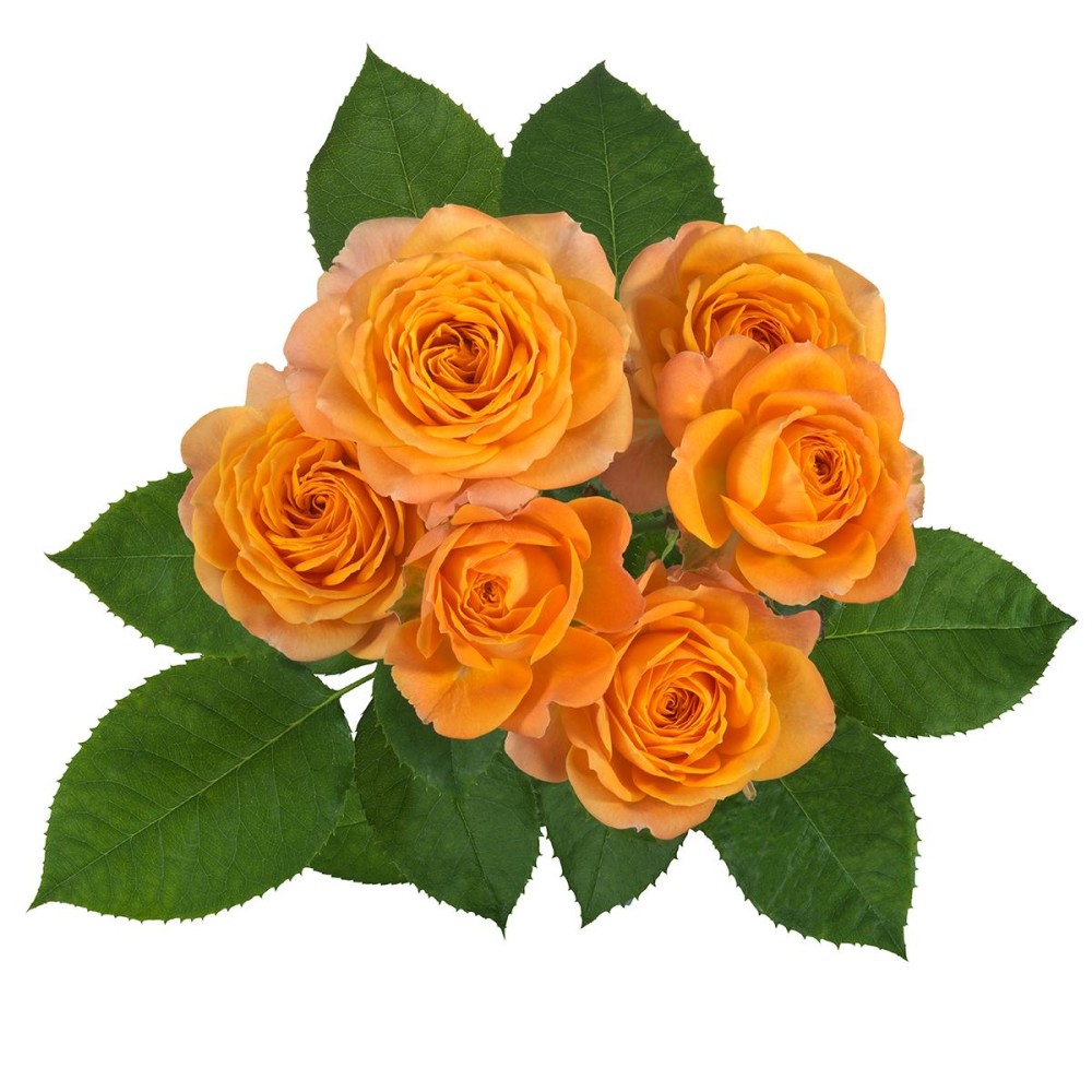 Garden Spray Rose Laroque orange 70 A1 Garden Spray Rose Laroque 70 A1 MUMIFLORA LTD T/A BARAKA ROSES KE купить оптом на M-Flowers