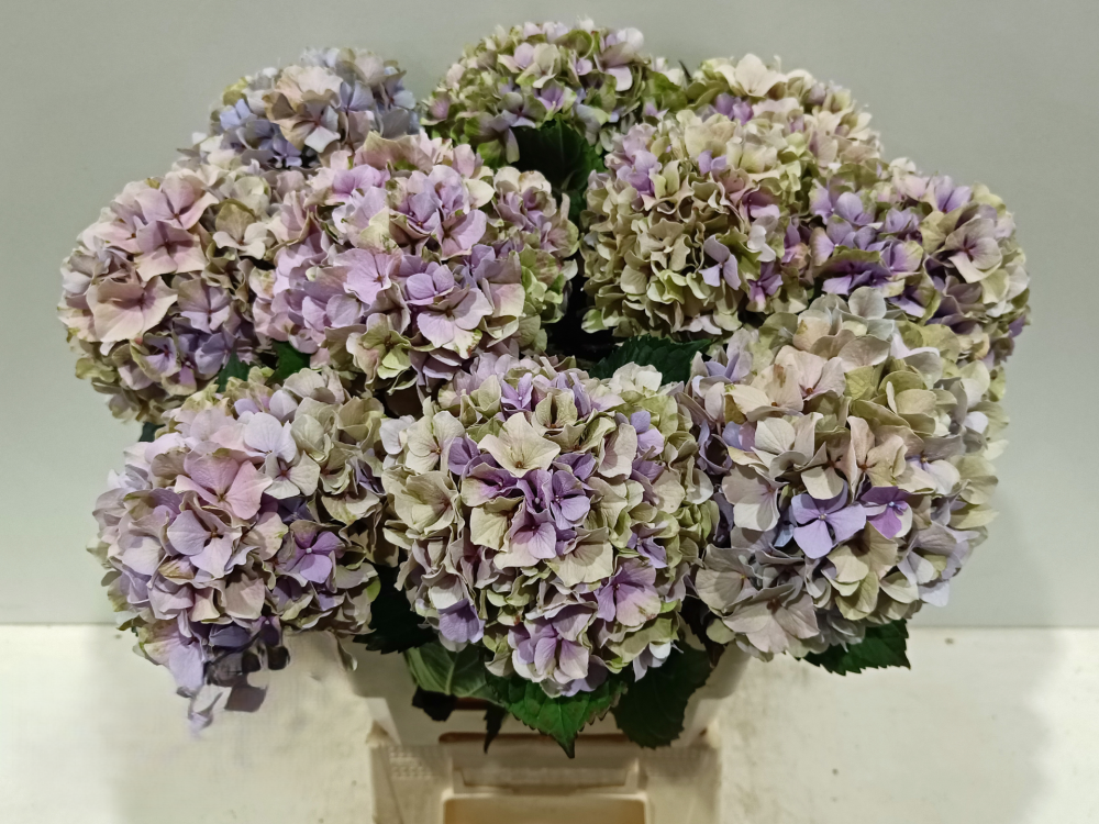 Hydrangea Royal Benefit (classic) 50 A1 Pico Bello NL buy wholesale on M-Flowers