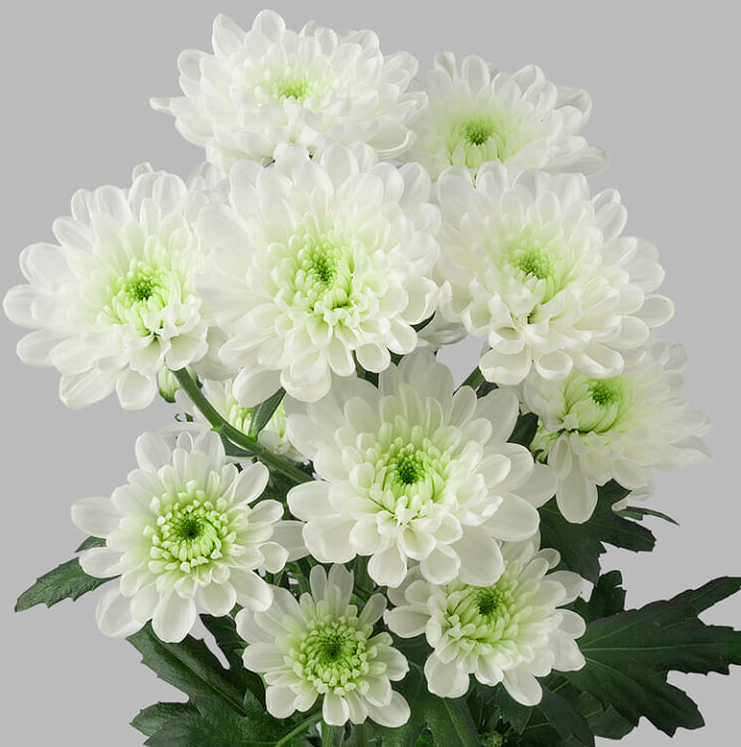 Chr t Altaj Trivor 70 A1 Vannova NL comprar al por mayor en M-Flowers