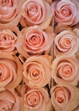 Rose SWEET BEAT multicolor 70 A1 Rose SWEET BEAT 70 A1 Attar Roses EC buy wholesale on M-Flowers