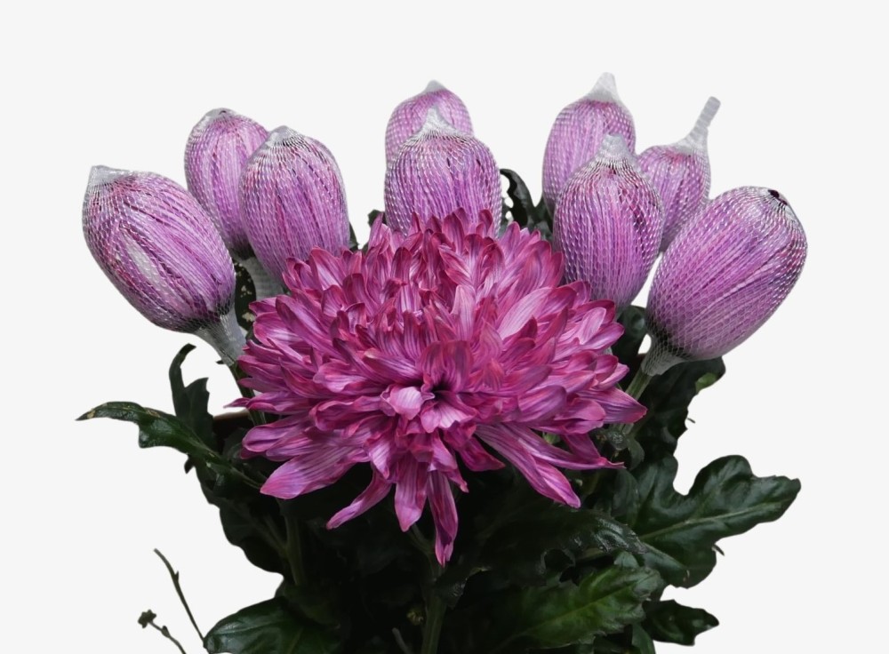 Chr G Antonov Bordeaux purple 70 A1 Chr G Antonov Bordeaux 70 A1 Vannova NL купить оптом на M-Flowers