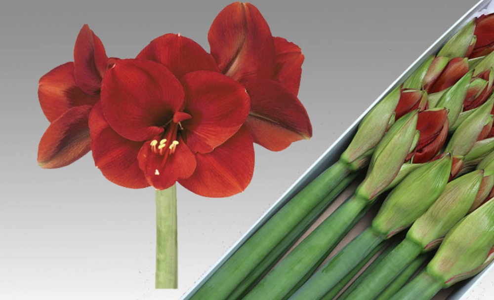 Hip FERRARI 60 A1 Growers NED NL buy wholesale on M-Flowers