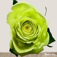 Rose Green Romance multicolor 70 A1 Rose Green Romance 70 A1 Cantiza EC buy wholesale on M-Flowers